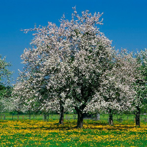 Frühling